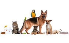 Island Bird Cat & Dog Vet Group