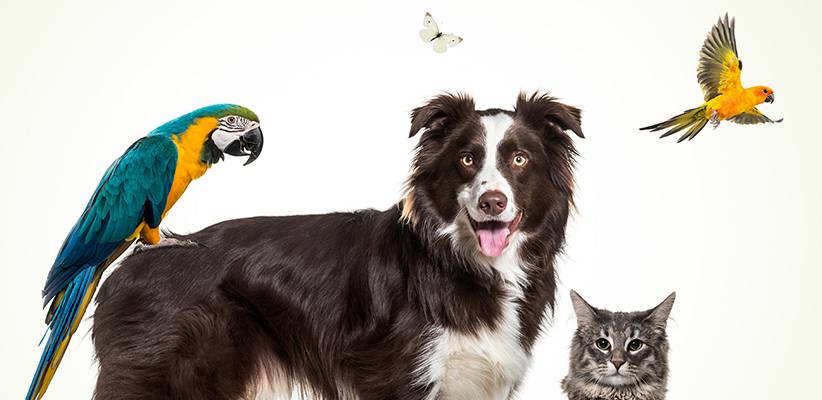 Island Bird Cat & Dog Vet Group