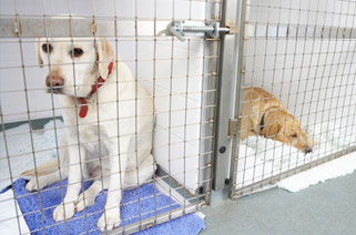 Island Bird Cat & Dog Vet Group Island Bird Cat & Dog Vet Group