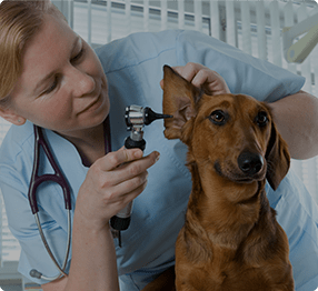 Island Bird Cat & Dog Vet Group
