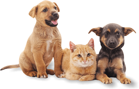 Island Bird Cat & Dog Vet Group